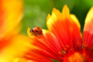 ladybug-4344164_640