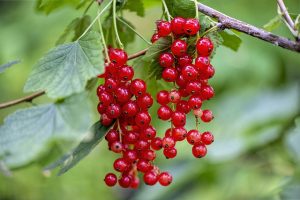 red-currant-4385121_640