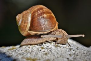 snail-4428838_640