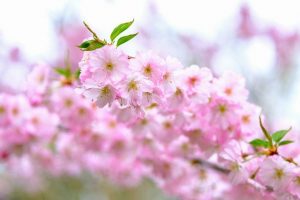 cherry-blossom-4895080_640