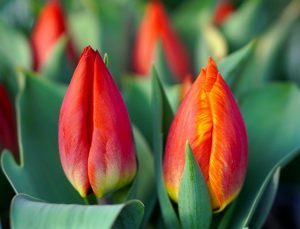 tulips-4909348_640