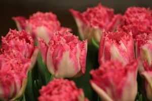 tulips-4971239_640