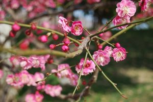 plum-blossom-773809_640