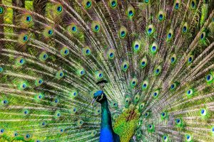 peacock-188328_640