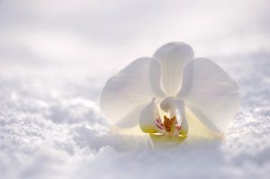 orchid-2952074_640