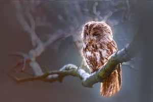 owl-1834152_640