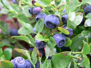 blueberries-2887933_640