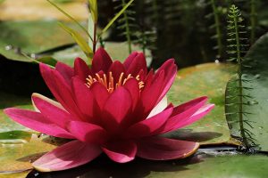 water-lily-3478924_640