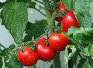 tomatoes-1561565_640