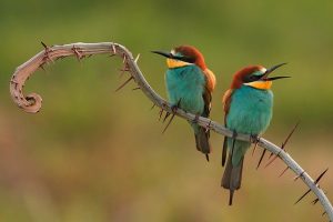 bee-eaters-3749679_640