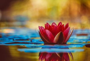 water-lily-3784022_640