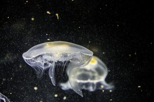jellyfish-1838613_640
