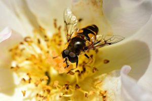 hoverfly-4290339_640