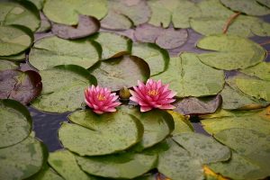 water-lily-4410471_640