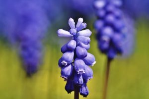 hyacinth-4493580_640