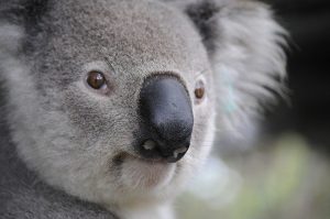 koala-630117_640